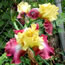 Iris germanica Darcys Choice